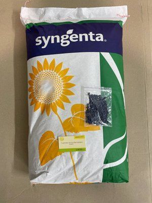 Насіння соняшника СИ Амазонія (Класичний) Syngenta (Сингента) syamazon1 фото